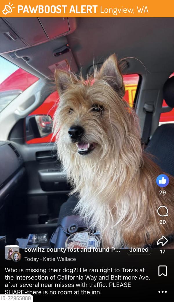 Found/Stray Male Dog last seen Baltimore Street, Longview, WA 98632