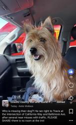 Found/Stray Male Dog last seen Baltimore Street, Longview, WA 98632