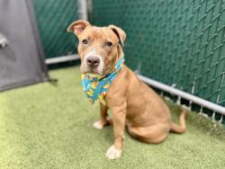 Shelter Stray Male Dog last seen Near E 110 Street, NEW YORK, NY, 10029, New York, NY 10029