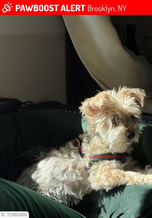 Lost Male Dog last seen Lenox and clarkson ave , Brooklyn, NY 11203