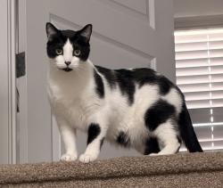 Lost Male Cat last seen El Mirage & Glendale, Glendale, AZ 85307