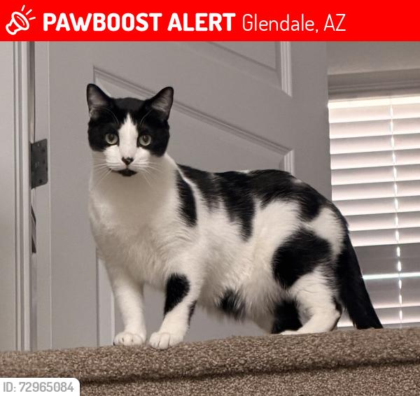 Lost Male Cat last seen El Mirage & Glendale, Glendale, AZ 85307