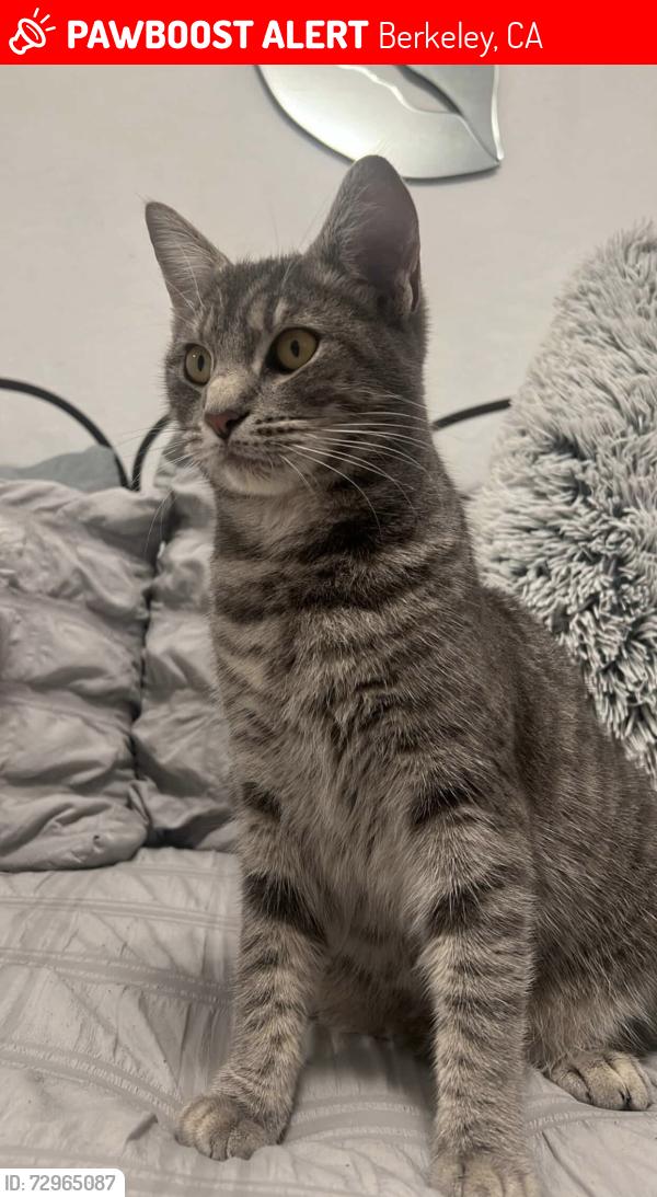 Lost Female Cat last seen Last seen near 10th and Bancroft , Berkeley, CA 94710