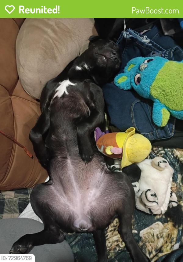 Reunited Female Dog last seen 3rd street and Franklin bend oregon, Bend, OR 97702