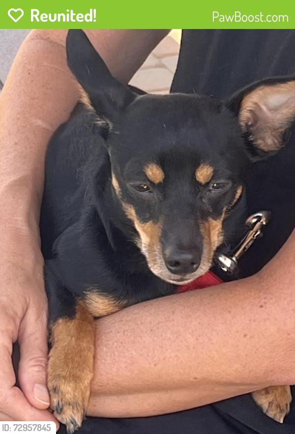 Reunited Unknown Dog last seen Carlton Hills Blvd, Santee, CA 92071