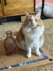Lost Male Cat last seen Horizon Ridge and Greenway 89002, Henderson, NV 89002