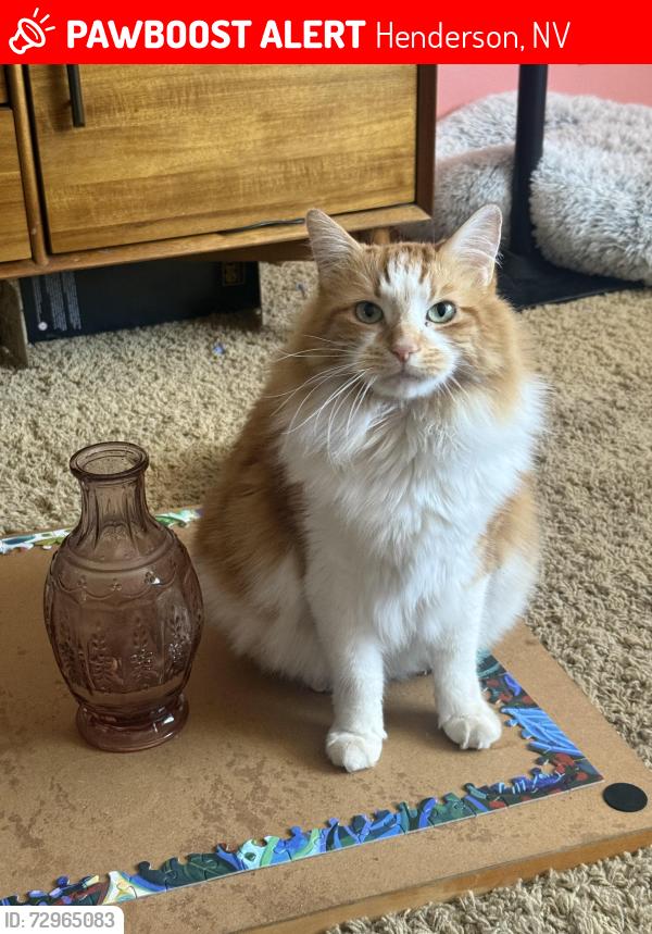 Lost Male Cat last seen Horizon Ridge and Greenway 89002, Henderson, NV 89002