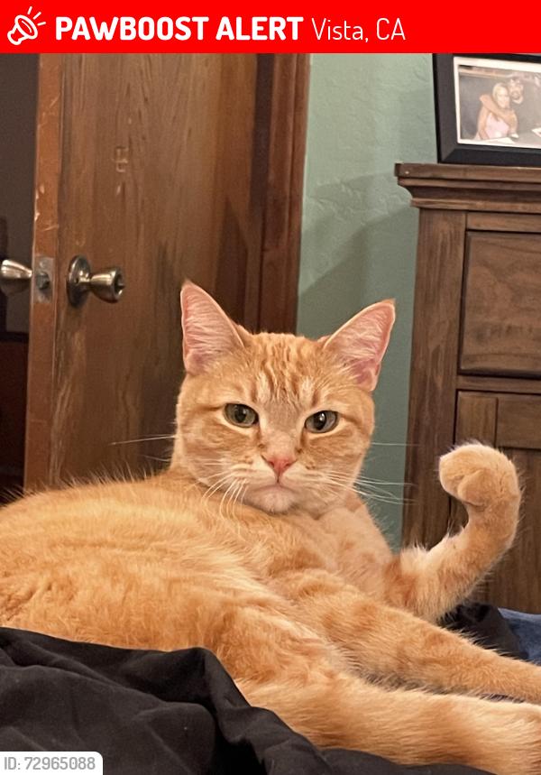 Lost Male Cat last seen Home -buena creek and Monte vista , Vista, CA 92084