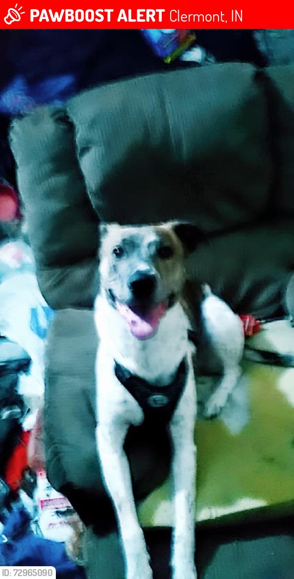 Lost Female Dog last seen Near and Raceway , Clermont, IN 46234