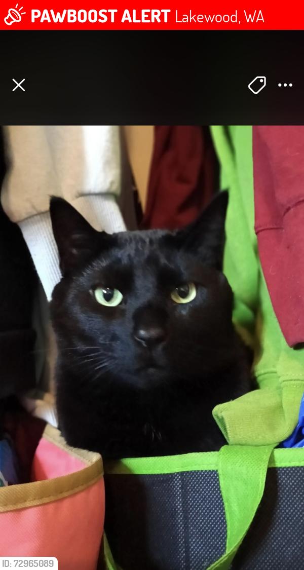 Lost Male Cat last seen Morningtree park apmts , Lakewood, WA 98498