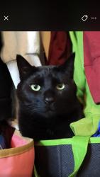 Lost Male Cat last seen Morningtree park apmts , Lakewood, WA 98498