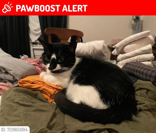 Lost Female Cat last seen Redhaven Road in our catio, Lexington County, SC 29054