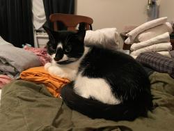 Lost Female Cat last seen Redhaven Road in our catio, Lexington County, SC 29054