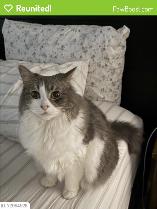 Reunited Female Cat last seen Kohls on Deerfield, Alpharetta, GA 30004