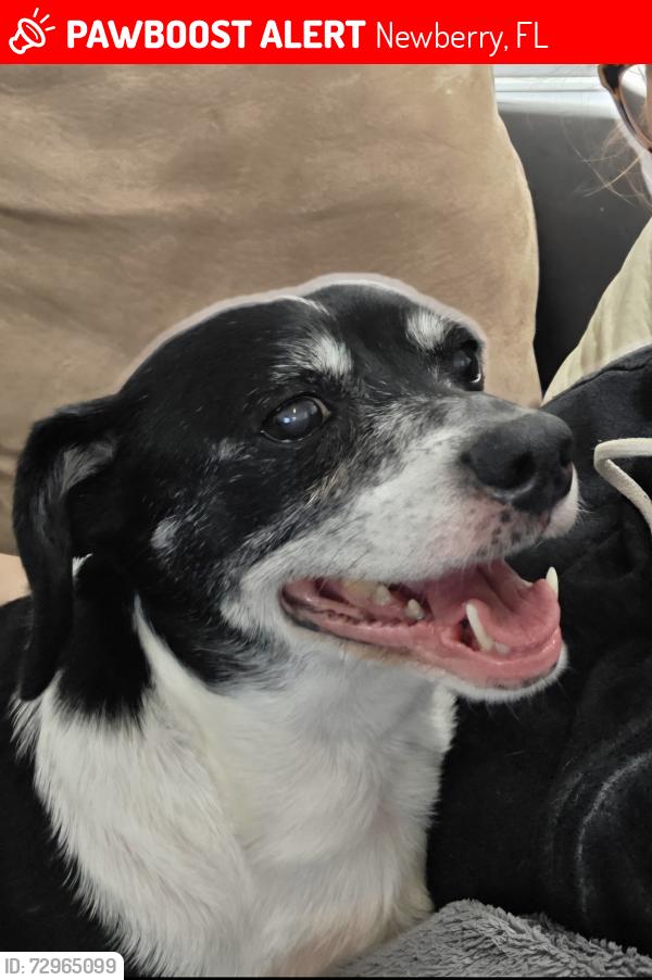 Lost Male Dog last seen 17th lane, Newberry, FL 32669