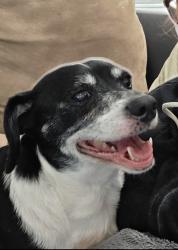 Lost Male Dog last seen 17th lane, Newberry, FL 32669