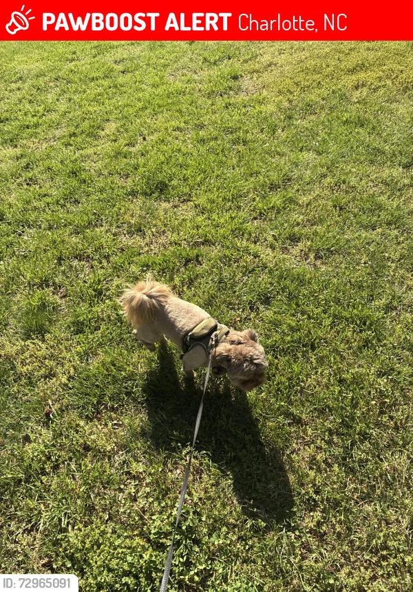 Lost Male Dog last seen Quail hollow, south blvd,, Charlotte, NC 28217