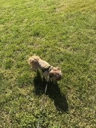 Lost Male Dog last seen Quail hollow, south blvd,, Charlotte, NC 28217