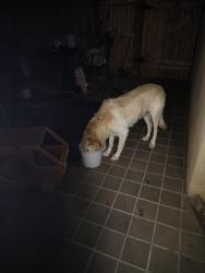 Reunited Male Dog last seen Candelaria in between San Mateo and San Pedro by Peter piper pizza  505- 588-8985, Albuquerque, NM 87110