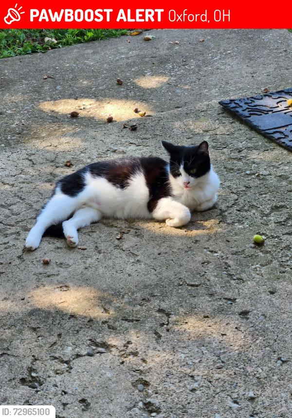 Lost Female Cat last seen College Corner Pike and Gail Dr, Oxford, OH 45056