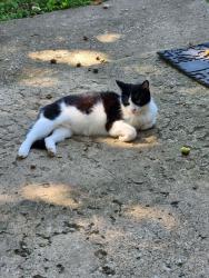 Lost Female Cat last seen College Corner Pike and Gail Dr, Oxford, OH 45056