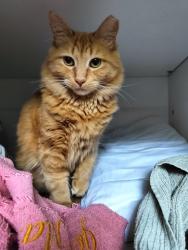 Lost Female Cat last seen Willivee Dr / Superior ave, Decatur, GA 30033