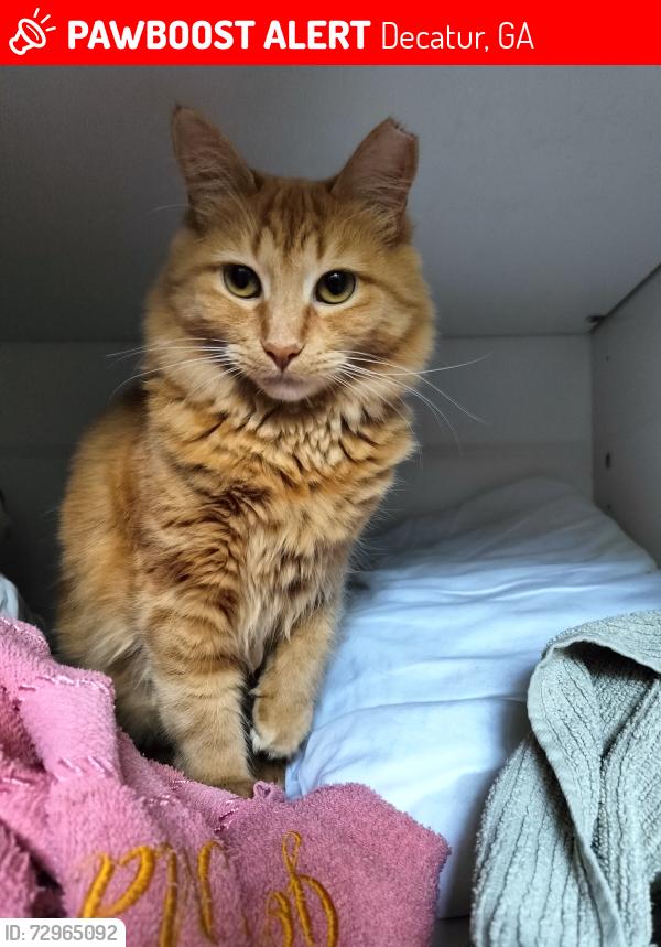 Lost Female Cat last seen Willivee Dr / Superior ave, Decatur, GA 30033