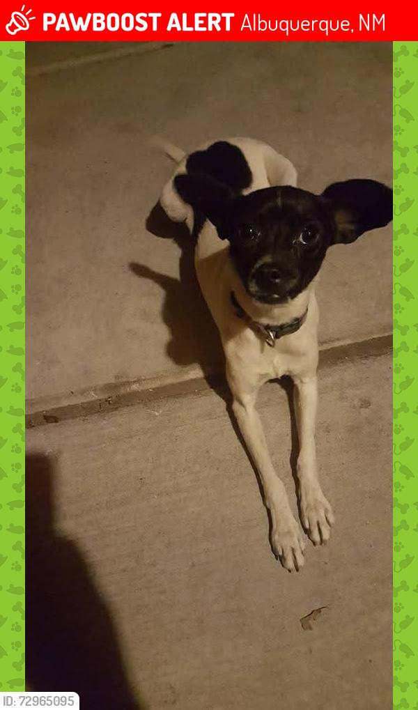 Lost Female Dog last seen Morris @ Candelaria, Albuquerque, NM 87111