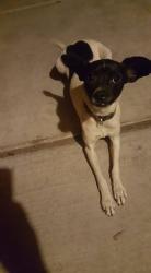 Lost Female Dog last seen Morris @ Candelaria, Albuquerque, NM 87111
