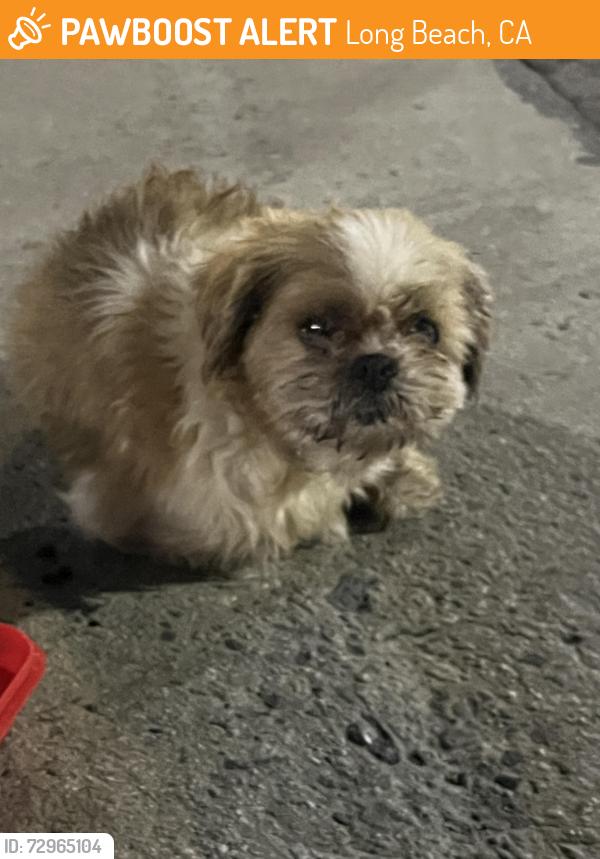 Found/Stray Unknown Dog last seen 69th and Obispo , Long Beach, CA 90805