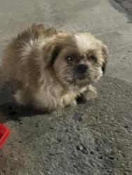 Found/Stray Unknown Dog last seen 69th and Obispo , Long Beach, CA 90805