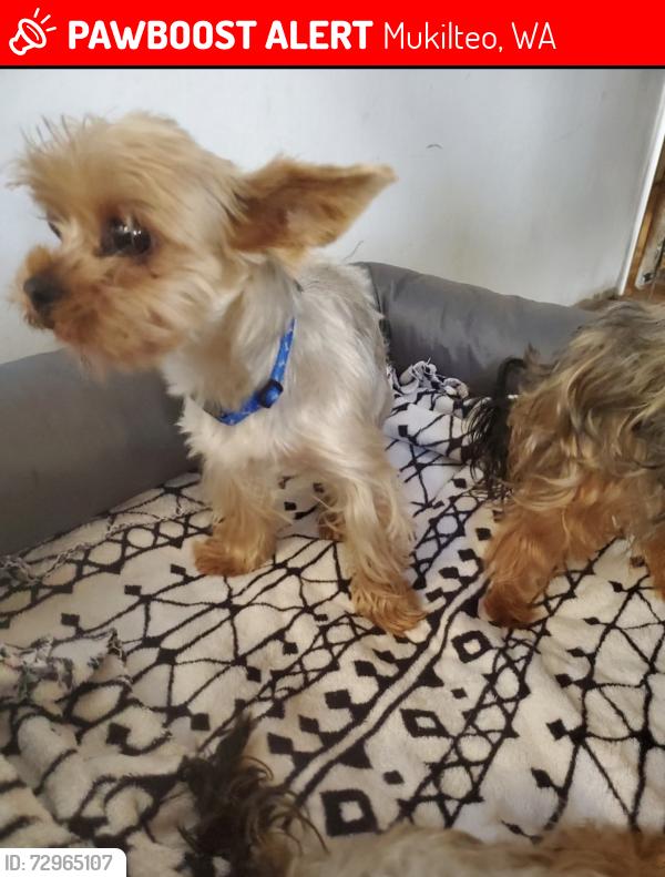 Lost Male Dog last seen 75th PL W, Mukilteo, WA 98275
