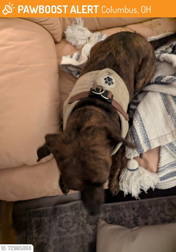 Found/Stray Female Dog last seen Shorth North 4th Ave between High and Summit, Columbus, OH 43201