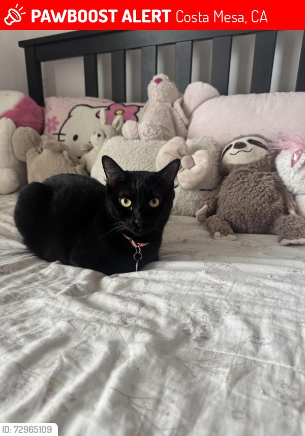 Lost Female Cat last seen In n out, Costa Mesa, CA 92627