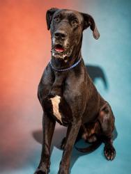 Shelter Stray Male Dog last seen Near BLOCK PLUM LAKE DR E, Jacksonville, FL 32204