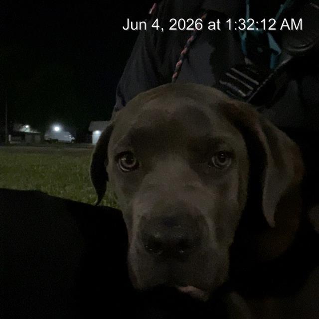 Shelter Stray Female Dog last seen Near , Indianapolis, IN 46221