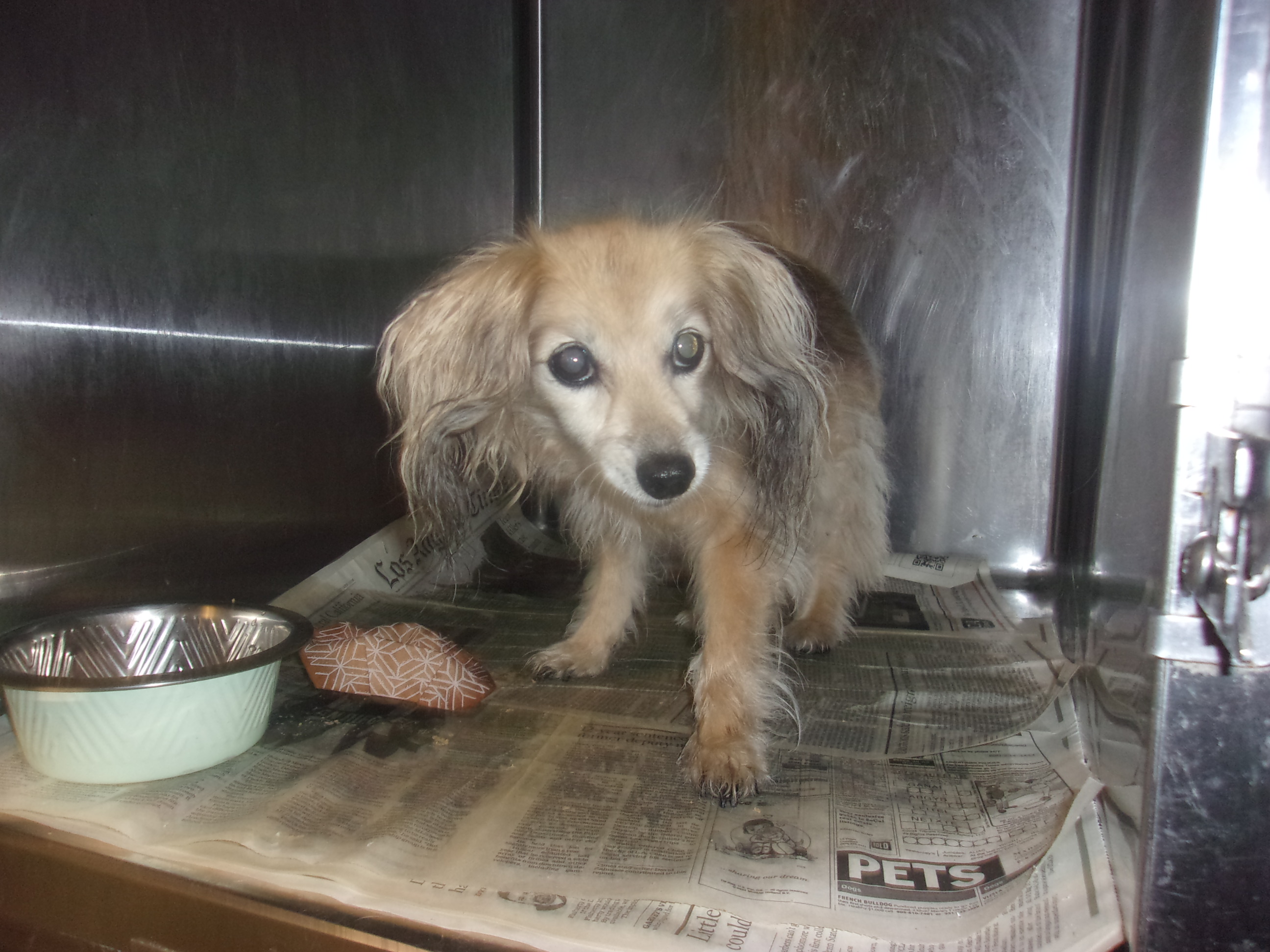 Shelter Stray Female Dog last seen , Los Angeles, CA 91405