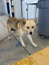 Shelter Stray Male Dog last seen Near BLOCK CECIL AVE, DELANO CA 93215, Bakersfield, CA 93308