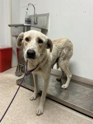 Shelter Stray Female Dog last seen Near BLOCK CECIL AVE, DELANO CA 93215, Bakersfield, CA 93308