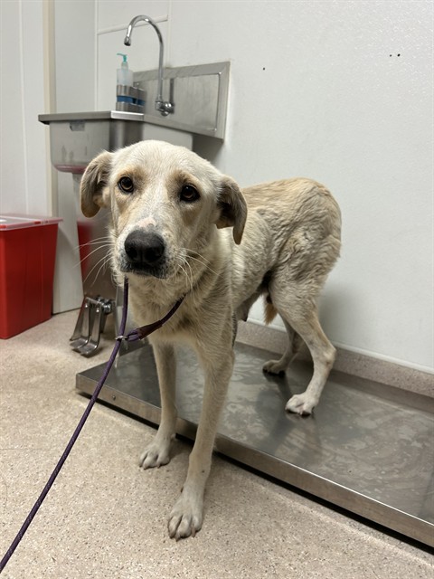 Shelter Stray Female Dog last seen Near BLOCK CECIL AVE, DELANO CA 93215, Bakersfield, CA 93308