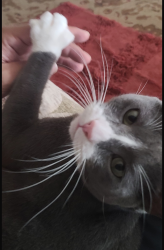 Reunited Male Cat last seen E Mirada Rd, Highland, CA 92346