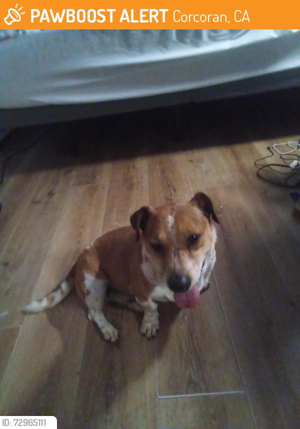 Found/Stray Male Dog last seen 4th ave Corcoran CA, Corcoran, CA 93212