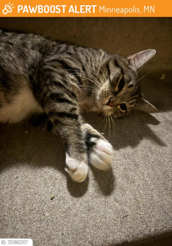 Found/Stray Male Cat last seen Floco apmts, Minneapolis, MN 55414