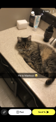 Lost Male Cat last seen University village area of 67th and Dodge, Omaha, NE 68132