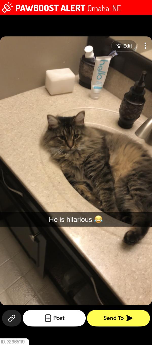 Lost Male Cat last seen University village area of 67th and Dodge, Omaha, NE 68132