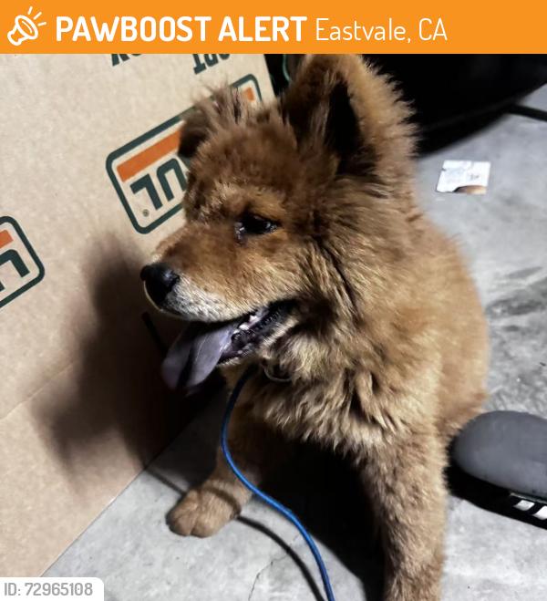 Found/Stray Unknown Dog last seen Citrus st, Eastvale, CA 92880