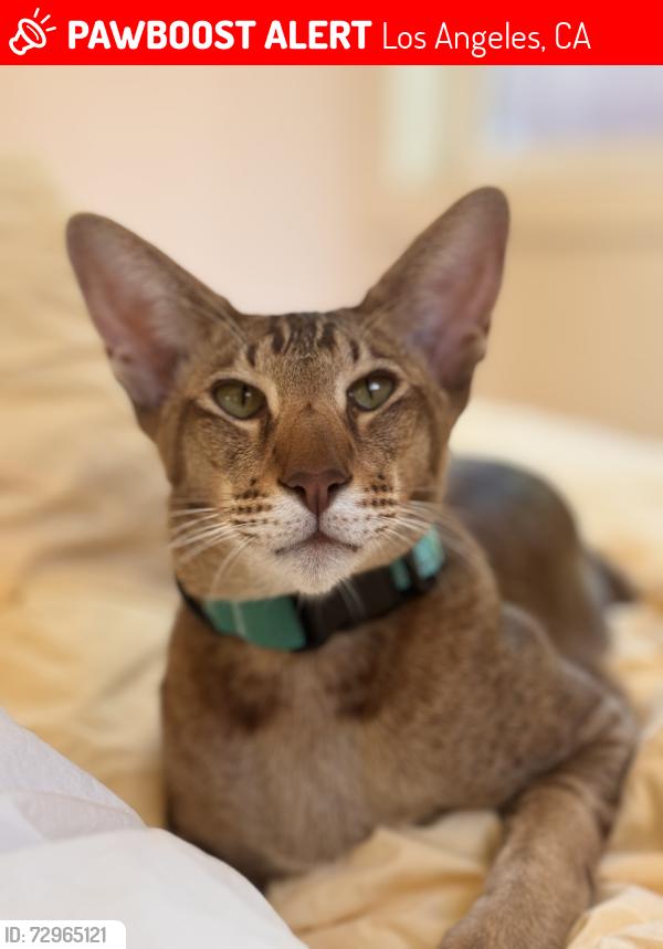 Lost Male Cat last seen Museum & Rustic, Mt Washington, Los Angeles, CA 90065
