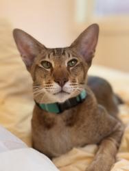 Lost Male Cat last seen Museum & Rustic, Mt Washington, Los Angeles, CA 90065