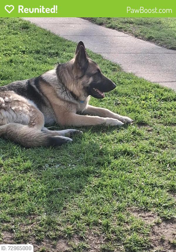 Reunited Male Dog last seen By taylor elementary , Cedar Rapids, IA 52404