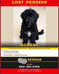 Lost Male Dog last seen Thomas and 43 ave , Phoenix, AZ 85009